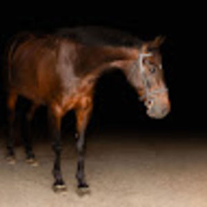 Meet your Posher, Skyler